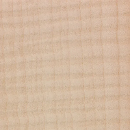 Maple Curly