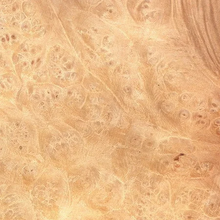 Maple Burl