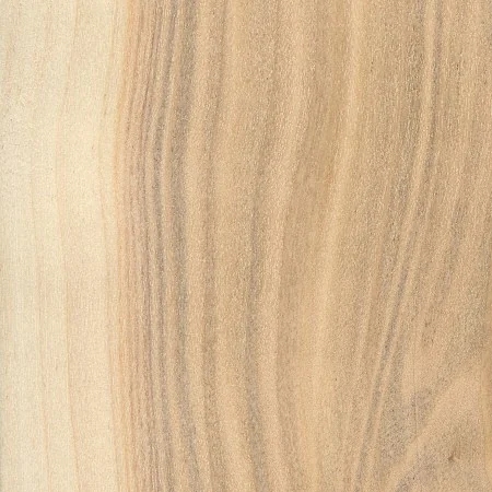 Poplar Natural